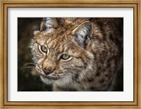 Lynx Close Up Fine Art Print