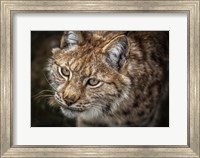 Lynx Close Up Fine Art Print