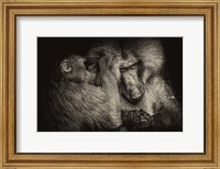 Baboon II Sepia Fine Art Print