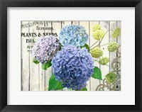 Farm Seed Hydrangeas Fine Art Print