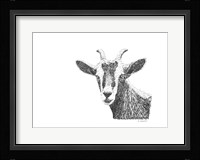 Goat Framed Print
