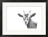 Goat Framed Print