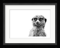 Meerkat Fine Art Print