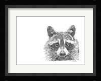 Raccoon Fine Art Print