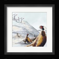 Ring Necked Pheasant Framed Print