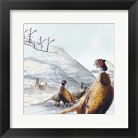 Ring Necked Pheasant Framed Print
