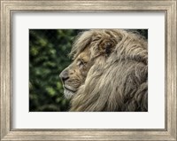 The White Lion Side Fine Art Print