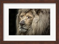 The White Albino Lion Close Up Fine Art Print