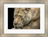 Female White Lion Fine Art Print