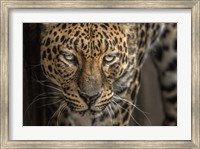 The Jaguar Fine Art Print