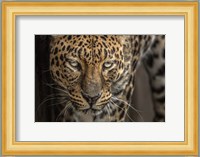 The Jaguar Fine Art Print