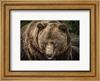 The Grizzly Fine Art Print