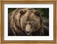 The Grizzly Fine Art Print