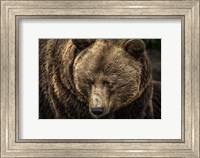 The Grizzly II Fine Art Print