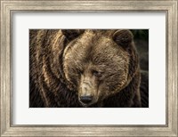 The Grizzly II Fine Art Print