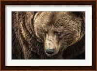 The Grizzly III Fine Art Print