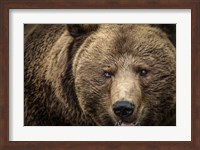 The Grizzly IV Fine Art Print