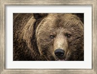 The Grizzly IV Fine Art Print