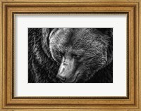 The Grizzly Close Up Black & White Fine Art Print