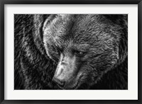 The Grizzly Close Up Black & White Fine Art Print