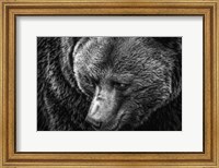 The Grizzly Close Up Black & White Fine Art Print