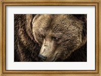 The Grizzly Close Up Fine Art Print