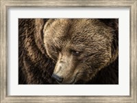The Grizzly Close Up Fine Art Print