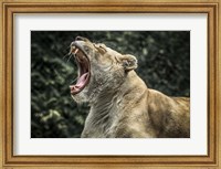 Female White Lion Roars Fine Art Print