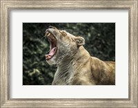 Female White Lion Roars Fine Art Print