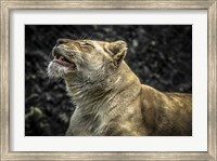 Female White Lion Roars II Fine Art Print