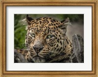 The Jaguar Close Up Fine Art Print
