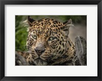 The Jaguar Close Up Fine Art Print