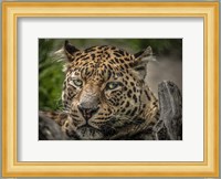 The Jaguar Close Up Fine Art Print