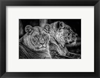 Two Female Lions Black & White Fine Art Print