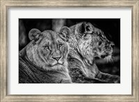 Two Female Lions Black & White Fine Art Print