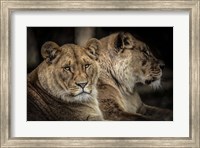 Two Female Lions Fine Art Print