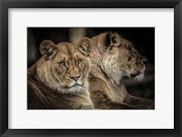 Two Female Lions Fine Art Print