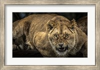 Scarface Lion Fine Art Print