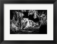 The Howling Wolf Black & White Fine Art Print