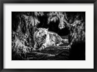 The Howling Wolf Black & White Fine Art Print