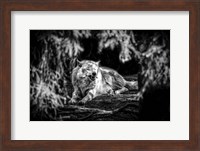 The Howling Wolf Black & White Fine Art Print