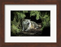 The Howling Wolf Fine Art Print