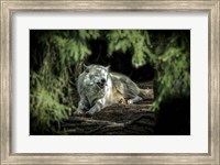 The Howling Wolf Fine Art Print