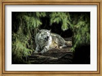 The Howling Wolf Fine Art Print