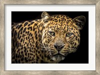 The Jaguar II Fine Art Print