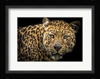 The Jaguar II Fine Art Print