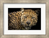 The Jaguar II Fine Art Print