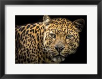 The Jaguar II Fine Art Print