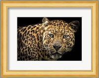 The Jaguar II Fine Art Print