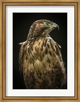 Predator Bird Fine Art Print